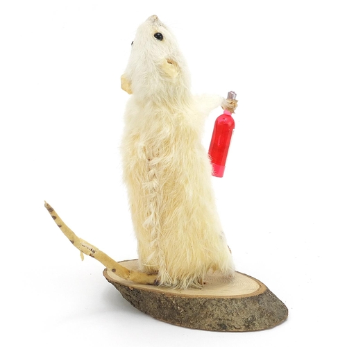 693 - Novelty taxidermy interest white mouse holding a bottle of wine, 16cm high