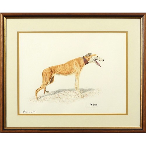 1098 - S P Wilson 1995 - Portrait of a Greyhound called Tina, signed watercolour, mounted, framed and glaze... 