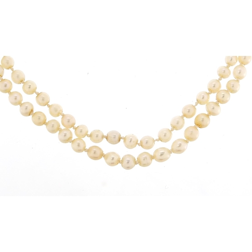 1670 - Seed pearl two strand necklace with Art Deco white gold blue and clear sapphire clasp and 9ct yellow... 