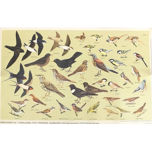 1497 - Ten vintage bird posters including Sea Birds, Royal Society for the Protection of Birds, published B... 