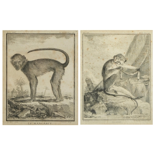 343 - Mangabey and Talapoin, pair of 19th century zoology interest engravings, one after Jacques de Seve, ... 