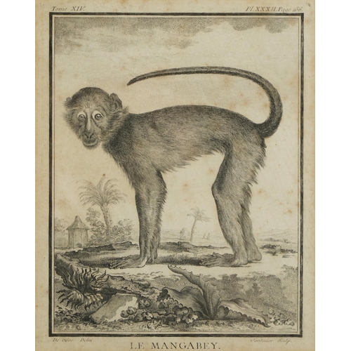 343 - Mangabey and Talapoin, pair of 19th century zoology interest engravings, one after Jacques de Seve, ... 