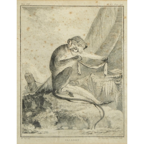 343 - Mangabey and Talapoin, pair of 19th century zoology interest engravings, one after Jacques de Seve, ... 