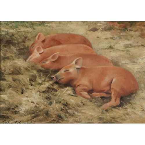 385 - John Edwards - Four Tamworth piglets, oil on board, inscribed verso, mounted and framed, 33.5cm x 24... 