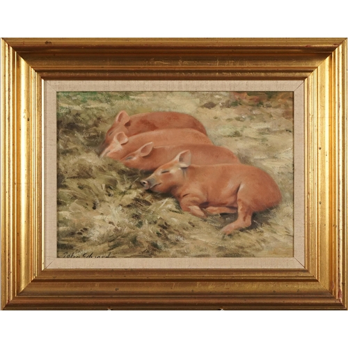 385 - John Edwards - Four Tamworth piglets, oil on board, inscribed verso, mounted and framed, 33.5cm x 24... 