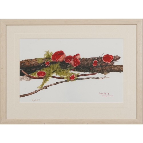 452 - Ginny Sewell '09 - Scarlet Elf Cup, botanical interest watercolour, mounted, framed and glazed, 38cm... 