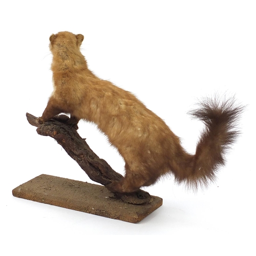 652 - Taxidermy interest stoat mounted on a branch, 93cm in length