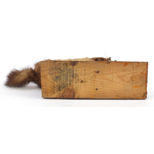 652 - Taxidermy interest stoat mounted on a branch, 93cm in length