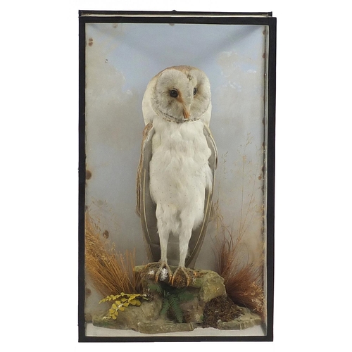 651 - Victorian taxidermy barn owl, housed in an ebonised display case with foliage, 49cm high