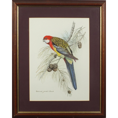 750 - Terence James Bond - Parakeet, watercolour, mounted, framed and glazed, 35.5cm x 26cm excluding the ... 