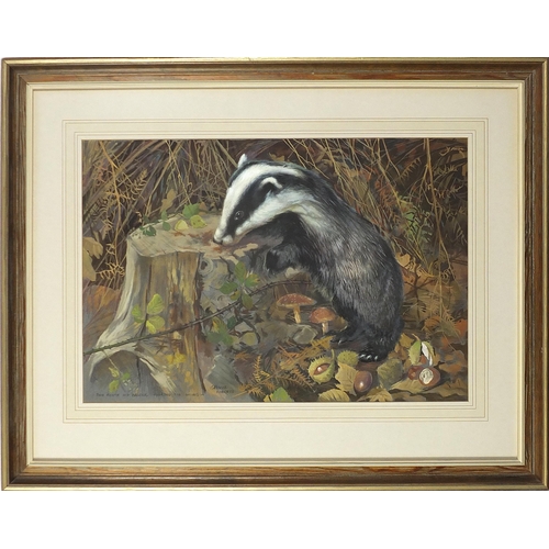 179 - Arthur Spencer Roberts - Four month old badger looking for grubs, watercolour, Philip P Batchley lab... 