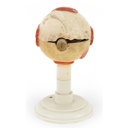 552 - Medical interest eye raised on stand by Somso, 22cm high