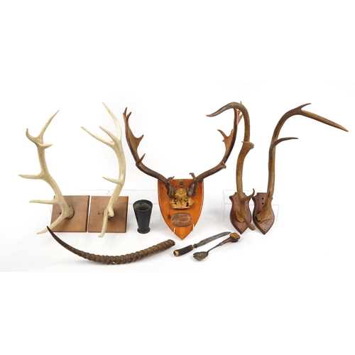 656 - Collection of large taxidermy horns, cutlery and a black beaker, possibly horn, including three pair... 