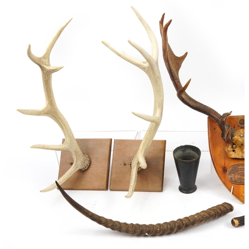 656 - Collection of large taxidermy horns, cutlery and a black beaker, possibly horn, including three pair... 