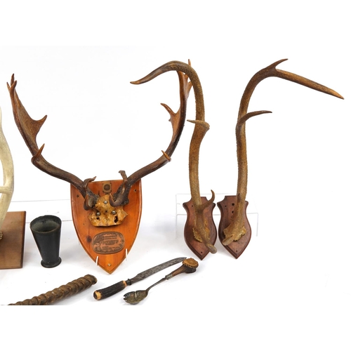 656 - Collection of large taxidermy horns, cutlery and a black beaker, possibly horn, including three pair... 