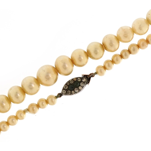 1586 - Graduated simulated pearl bead necklace with 9ct rose gold paste set clasp, 78cm in length, 60.8g