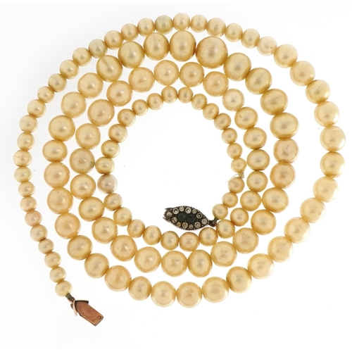 1586 - Graduated simulated pearl bead necklace with 9ct rose gold paste set clasp, 78cm in length, 60.8g