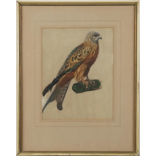 279 - After Archibald Thorburn - Red kite on a log, heightened watercolour signed with initials, Mealands,... 