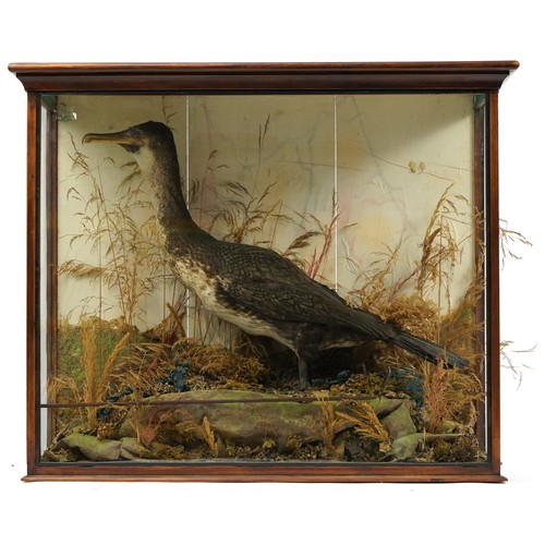 409 - Early 20th century taxidermy cormorant housed in a display case with naturalistic setting, 72cm H x ... 