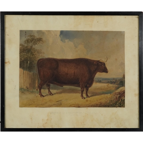 281 - Portrait of a bull, Shown at Smithfield 1844, mid 19th century watercolour, indistinctly signed and ... 