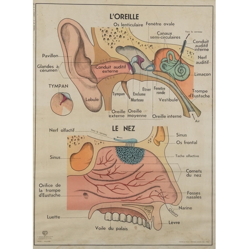 2050 - Vintage Maison des Instituteurs, ear and nose French scientific poster, framed and glazed, 90cm x 67... 