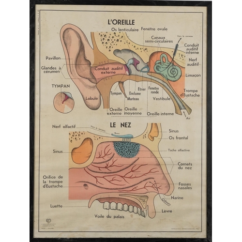 2050 - Vintage Maison des Instituteurs, ear and nose French scientific poster, framed and glazed, 90cm x 67... 