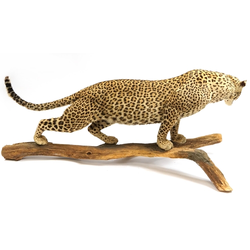 407 - WITHDRAWN pending documentation - Taxidermy interest full size leopard, 170cm in length