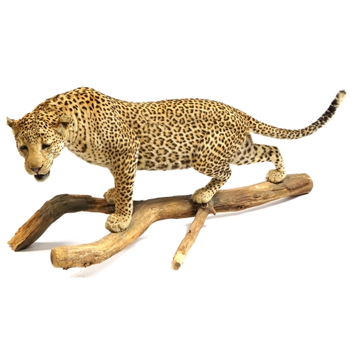 407 - WITHDRAWN pending documentation - Taxidermy interest full size leopard, 170cm in length