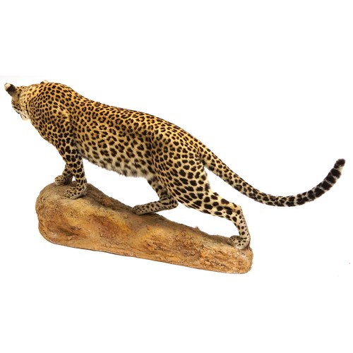 406 - WITHDRAWN pending documentation - Taxidermy interest full size leopard, 160cm in length