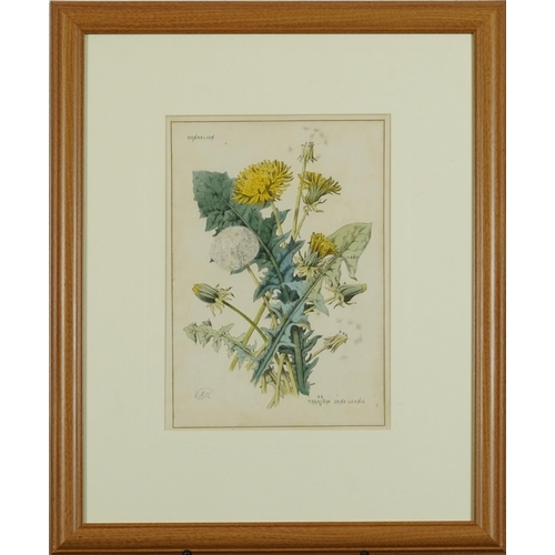 1594 - Francis M Russell - Dandelion, 19th century botanical watercolour with Latin inscription, inscribed ... 