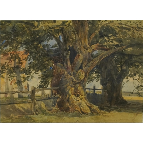 1552 - Manner of Charles Rowbotham - Two trees, late 19th/early 20th century watercolour, possibly indistin... 