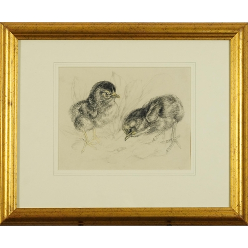 1465 - Lucy Vere Temple - Two chicks, charcoal, inscribed verso, mounted, framed and glazed, 23cm x 18cm ex... 