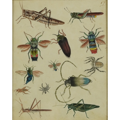 1622 - Insects, dragonflies and spiders, pair of 19th century natural history watercolour illustrations, mo... 