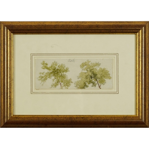 1614 - Joseph Needham - Ash tree study, mid 19th century watercolour, inscribed verso, mounted, framed and ... 