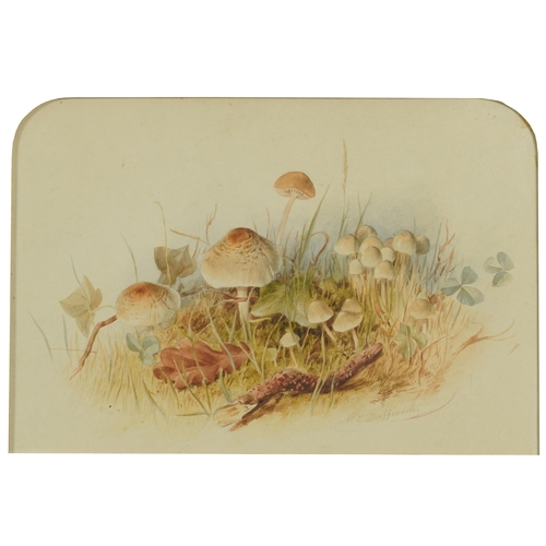 1640 - Mary Elizabeth Duffield - Still life, mushrooms, watercolour, inscribed verso, Epiota Cristatas, Psg... 