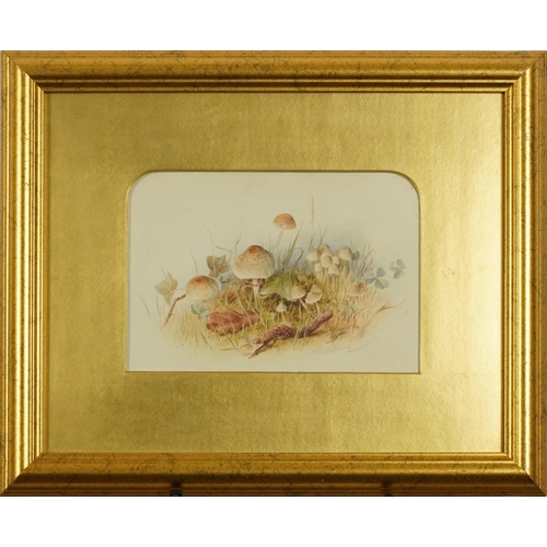 1640 - Mary Elizabeth Duffield - Still life, mushrooms, watercolour, inscribed verso, Epiota Cristatas, Psg... 