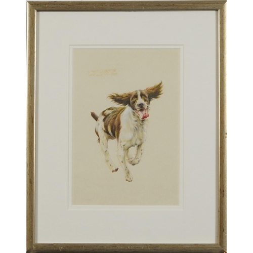 1358 - Springer Spaniel running, heightened watercolour, mounted, framed and glazed, 24cm x 16cm excluding ... 