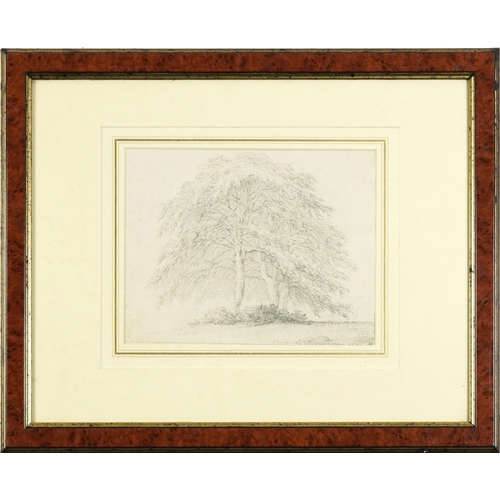 1472 - Joseph Barber - Study of trees, 19th century pencil sketch, inscribed Joseph Barber verso, mounted, ... 