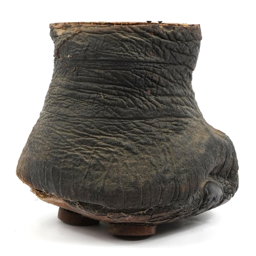 342 - Taxidermy interest elephant foot, 40cm high