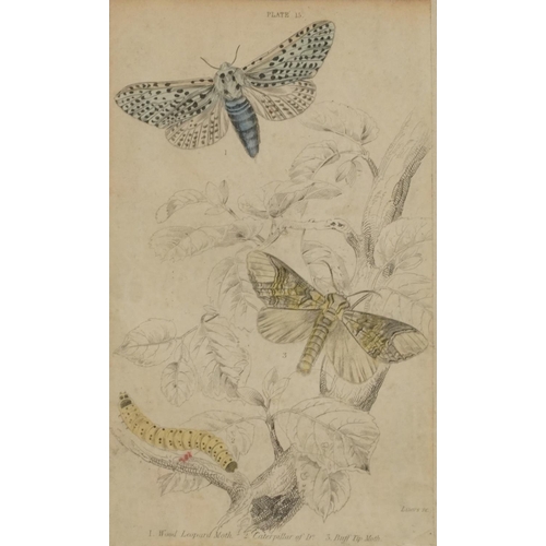 1494 - Sharks, dolphins, vultures and insects, four 19th century prints in colour, including one published ... 