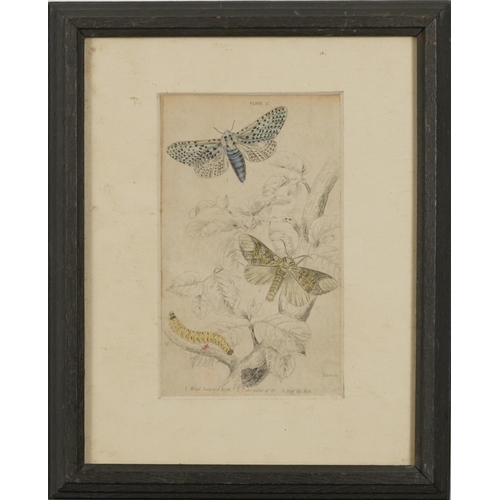 1494 - Sharks, dolphins, vultures and insects, four 19th century prints in colour, including one published ... 