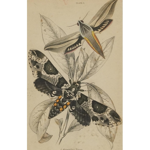 1494 - Sharks, dolphins, vultures and insects, four 19th century prints in colour, including one published ... 