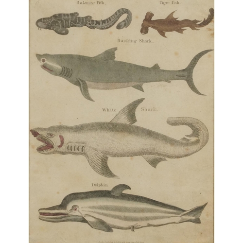 1494 - Sharks, dolphins, vultures and insects, four 19th century prints in colour, including one published ... 