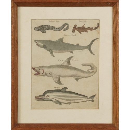 1494 - Sharks, dolphins, vultures and insects, four 19th century prints in colour, including one published ... 