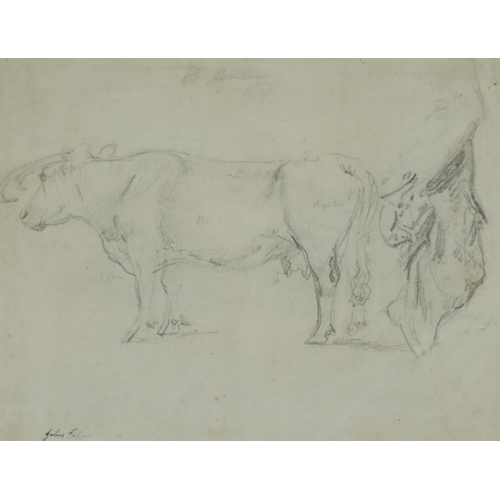 1289 - Manner of Robert Hills - Study of a bull, pencil sketch with pencil annotations, indistinctly inscri... 