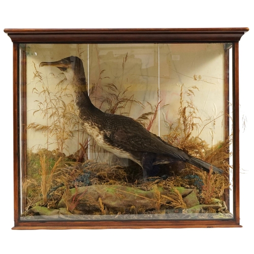 492 - Early 20th century taxidermy cormorant housed in a display case with naturalistic setting, 72cm H x ... 