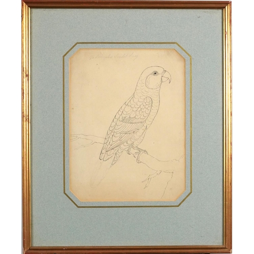 1203 - Parrot on a branch, 19th century pencil and ink drawing, indistinctly inscribed in pencil, Abbott & ... 