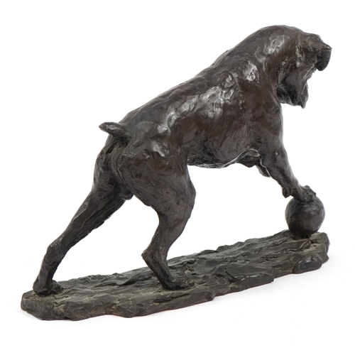 542 - Bronzed study of a Boxer dog, signed W Timym, 29cm in length