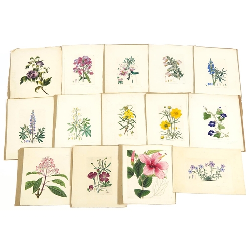 1608 - Collection of antique hand coloured botanical prints and bookplates, the largest approximately 38cm ... 