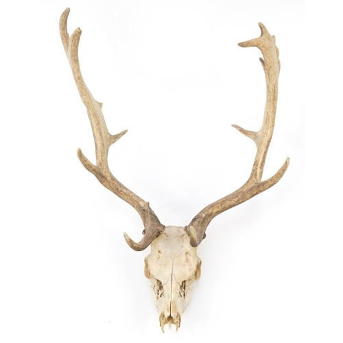 594 - Victorian taxidermy interest moose skull with antlers, 80cm high